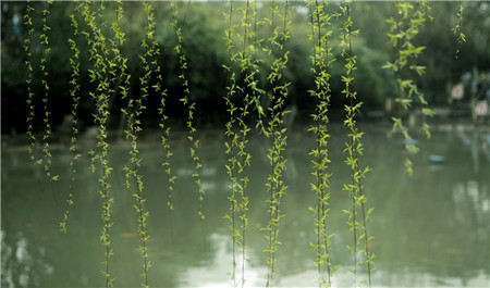 垂柳的定植修剪 垂柳的定植修剪