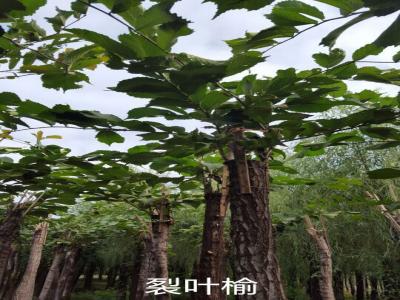 裂葉榆基地直銷，2017年價(jià)格參考