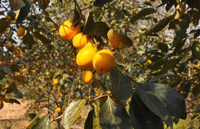 柿子樹(shù)的栽培養(yǎng)護(hù)技術(shù)