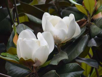 白玉蘭花語是什么？