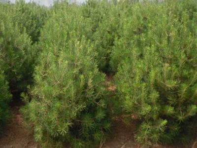 白皮松有什么用途？