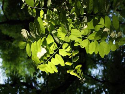 槐樹都有哪些品種？