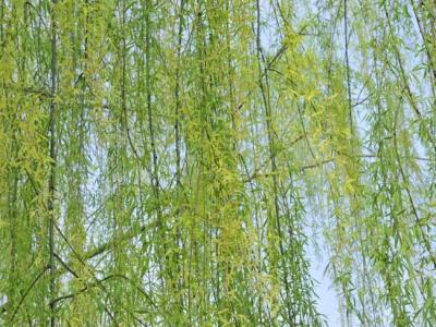 柳樹都有哪些品種？