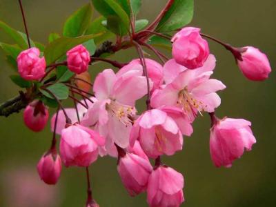 海棠四品指的是哪些品種？