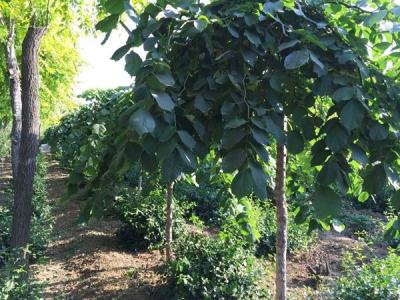 怎么區(qū)分大葉垂榆和長(zhǎng)枝榆