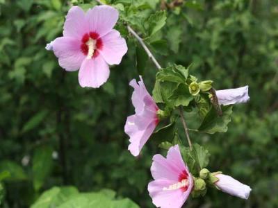 木槿都有哪些品種，花都有什么特點(diǎn)？