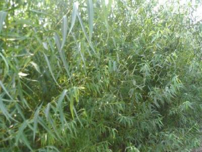 垂柳的市場價(jià)格是多少？