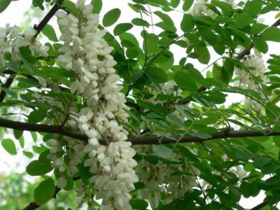 刺槐樹市場(chǎng)價(jià)格是多少？