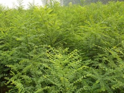 我國的國槐產(chǎn)地分布都有哪些？