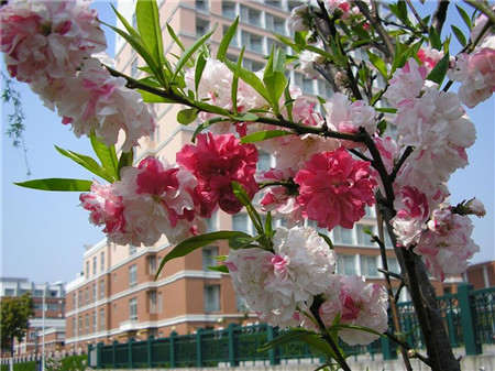 五色碧桃圖片 五色碧桃圖片