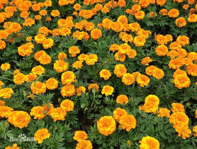 爽朗活潑的孔雀草，居然被向日葵搶去了本名！