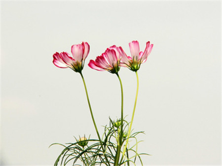 格?；破諘r(shí)間：波斯菊可以是！