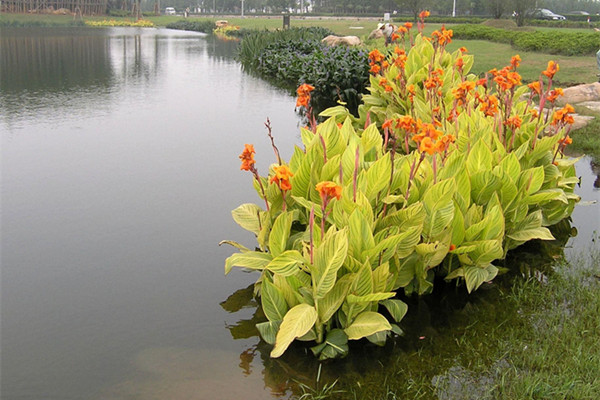 美人蕉的作用 美人蕉的作用