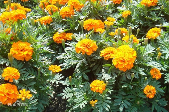 爽朗活潑的孔雀草，居然被向日葵搶去了本名！