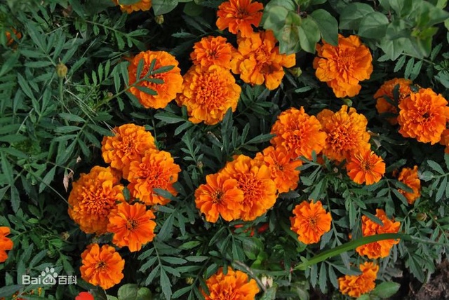 爽朗活潑的孔雀草，居然被向日葵搶去了本名！