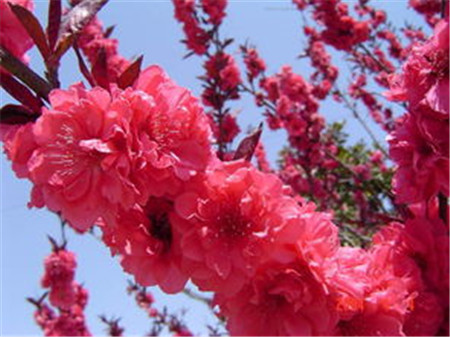 壽星桃圖片 壽星桃圖片