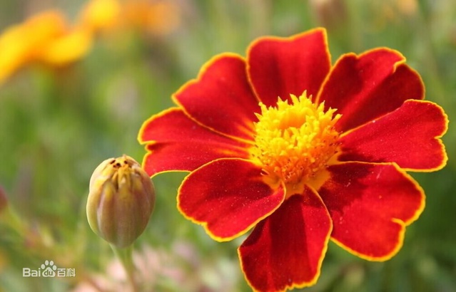 爽朗活潑的孔雀草，居然被向日葵搶去了本名！