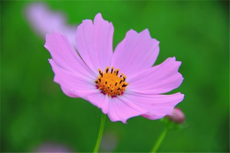 波斯菊和格?；ǖ降子惺裁磪^(qū)別