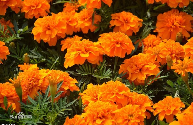 爽朗活潑的孔雀草，居然被向日葵搶去了本名！