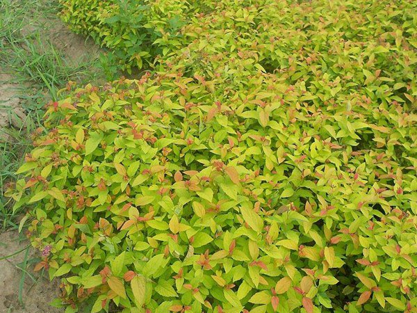 金山繡線菊?qǐng)D片