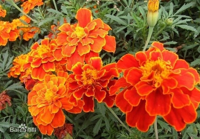 爽朗活潑的孔雀草，居然被向日葵搶去了本名！