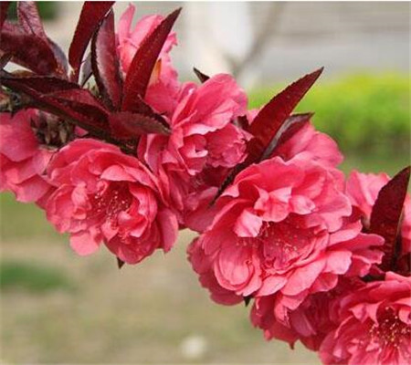 紅葉碧桃圖 紅葉碧桃圖