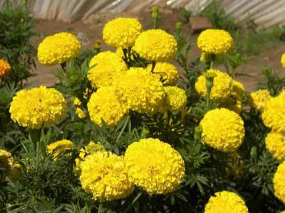 萬壽菊的花語是什么?