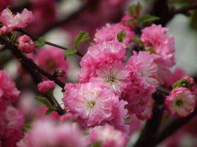 榆葉梅都有哪些品種？