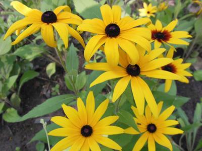  黑心菊怎么種，如何進行修剪？