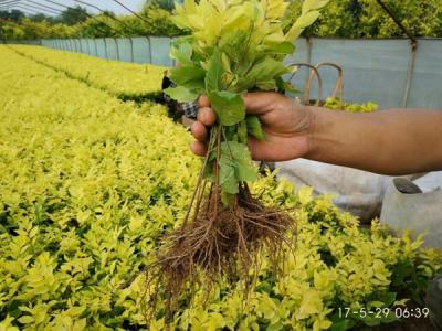 金葉榆小苗多少錢一棵，最新價格是多少？