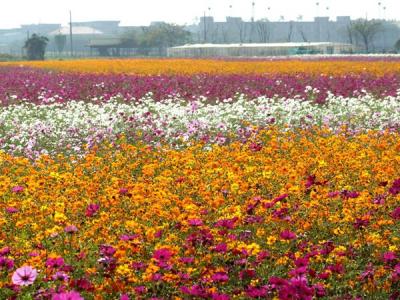 波斯菊的花語是什么？