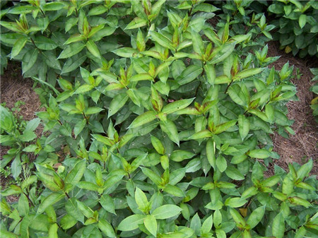 福祿考播種:催芽 福祿考播種:催芽