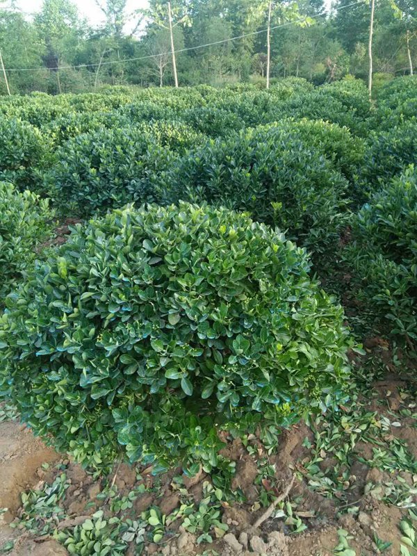 大葉黃楊球圖片