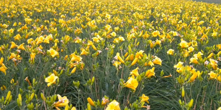 金娃娃萱草的花語(yǔ)是什么 寓意放下憂(yōu)愁