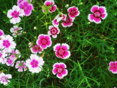 常夏石竹怎么養(yǎng)？