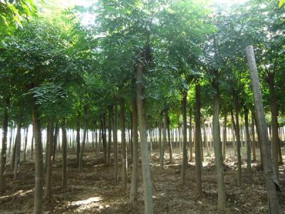 欒樹多少錢一棵？