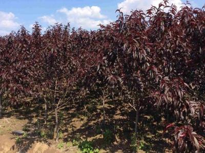 【山杏太陽(yáng)李】山杏太陽(yáng)李樹苗