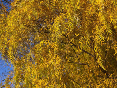 黃柳樹具有哪些方面的特點(diǎn)呢