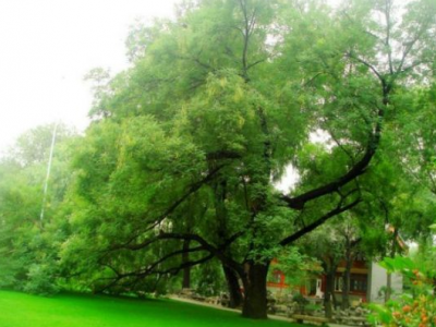 種植國槐的整體利用價(jià)值有哪些？
