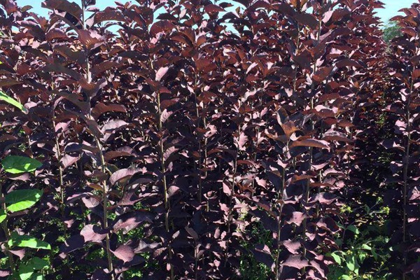 觀賞價值的紫葉李，應該如何養(yǎng)護