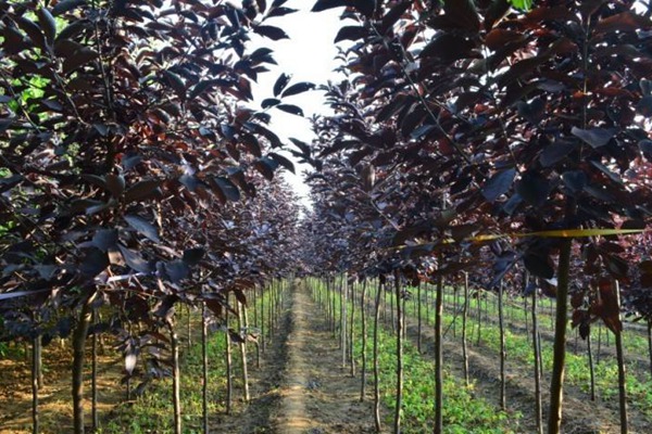 觀賞價值的紫葉李，應該如何養(yǎng)護