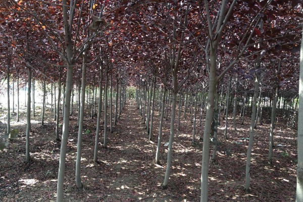 觀賞價值的紫葉李，應該如何養(yǎng)護