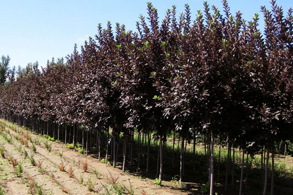 觀賞價值的紫葉李，應該如何養(yǎng)護
