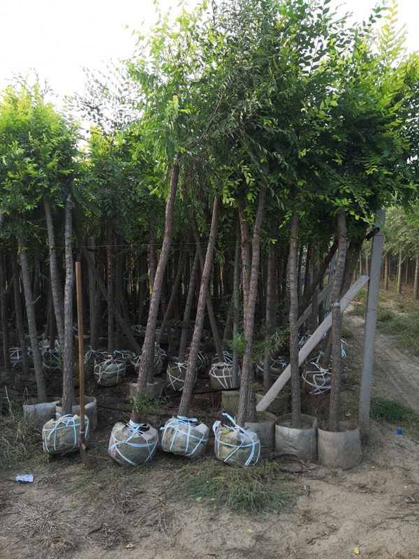 美植袋容器金葉榆 美植袋容器金葉榆