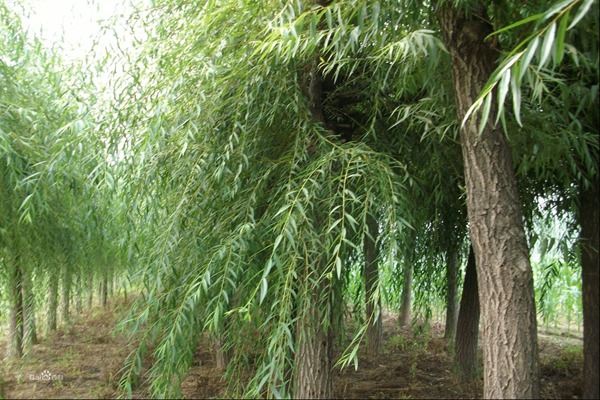 1552571678321431.jpg 金絲垂柳和金枝垂柳之間的區(qū)別是什么