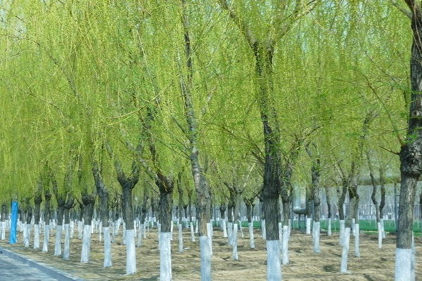 1552740629434689.jpg 8公分金絲垂柳的市場價格