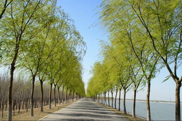 1552740642994758.jpg 8公分金絲垂柳的市場價格