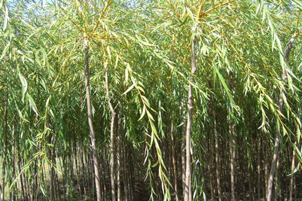 金絲垂柳是嫁接的嗎？