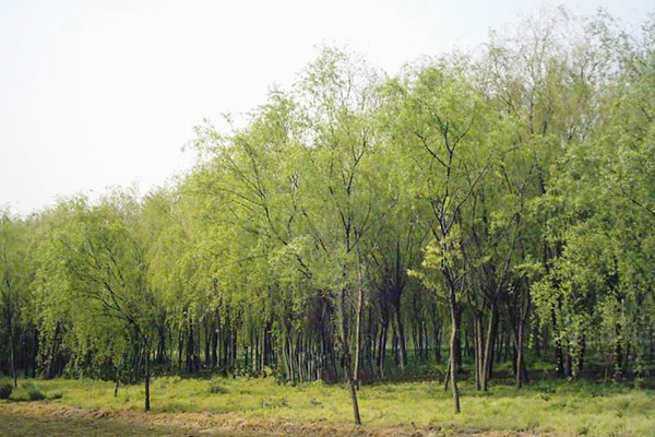 金絲垂柳是嫁接的嗎？