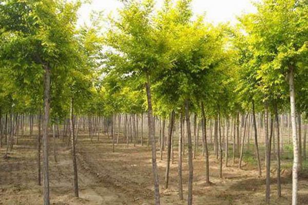 1553419554915741.jpg 速生國槐和國槐樹的區(qū)別